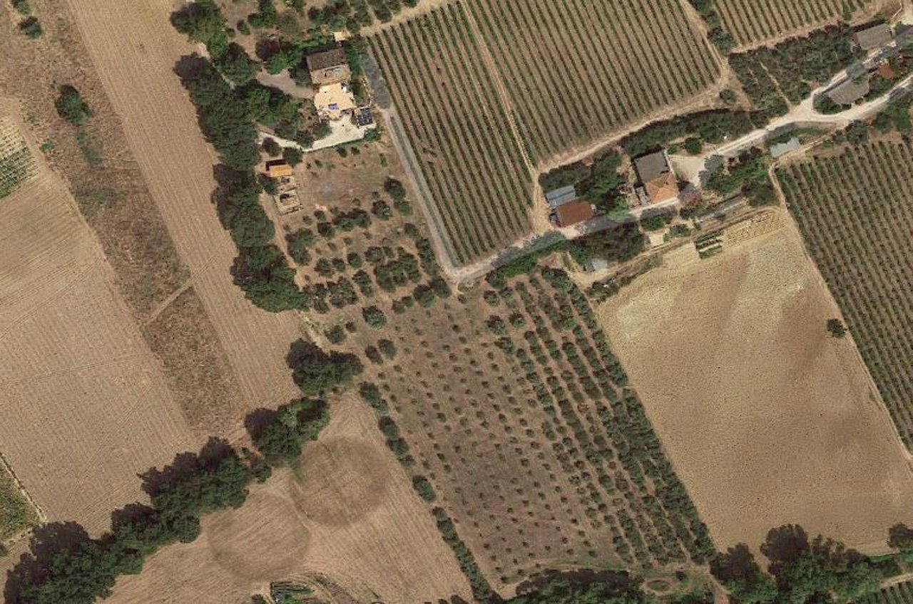 Vista dal satellite dell'uliveto
